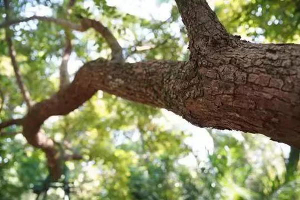 AI应用多?点开花 金融科技赋能券商高质量发展