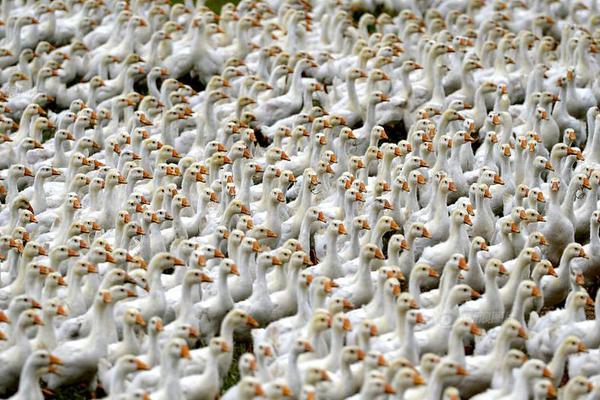 港股铜业股高开低走 中,国,有色矿业跌近6% 高盛称铜价短期价格上行空间受限