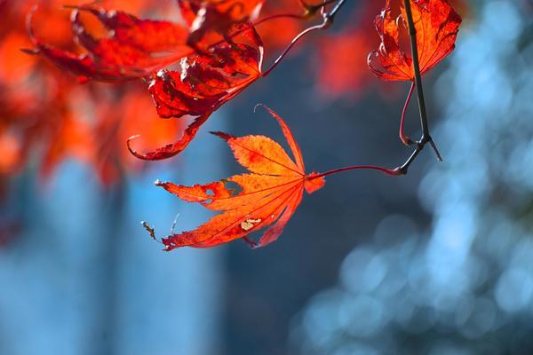 涉<嫌>信披违规遭立案 司尔特开盘股价大跌！受损股民可索赔