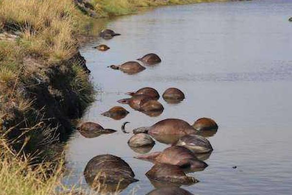 交易员:押注中概科技股ETF上涨