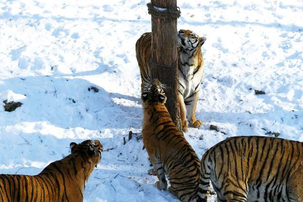 招商‘银’行AI<C>最新进展：内聘已启动，争取年内成立