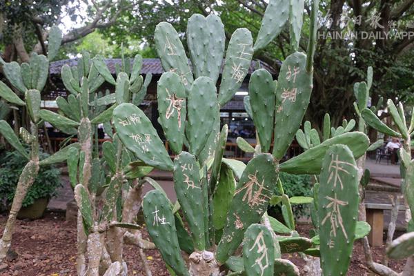 万<科>冰雪梦碎