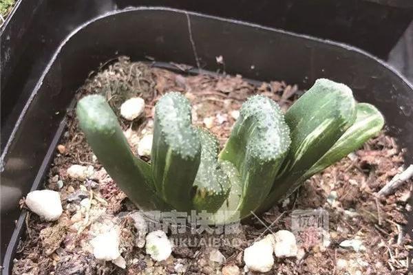 西王食品（0,00?639）2025年中报简析：净利润同比下降145.68%