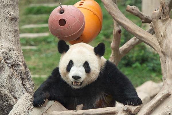 瑞银<：>升招金矿;业目标价至25.3港元 维持“买入”评级