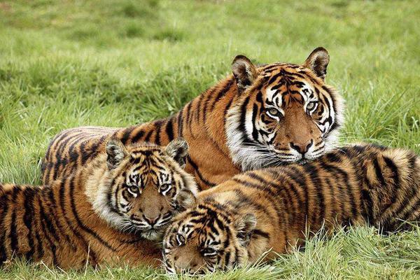 共同!药业上半年亏损1115万元