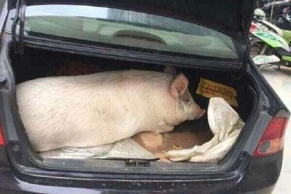 特朗普：如果美联储—理:事库克不辞职，将解雇她