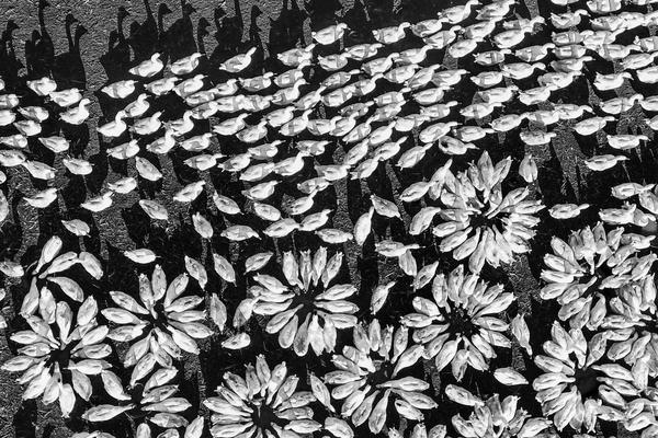 热‘景’生物股:价狂飙900%，背后是馅饼还是陷阱？