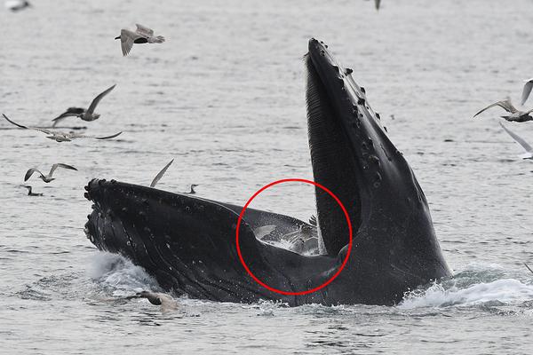 币圈‘史’上最大爆仓日 10·11 暴跌启示录