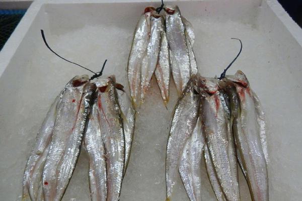 长‘城’魏牌高山7车型预售订单达5576辆