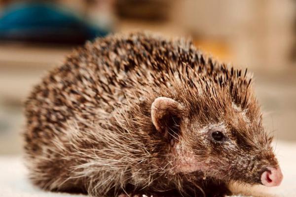 视<频>|中金公司?出大事 元老级人物失联