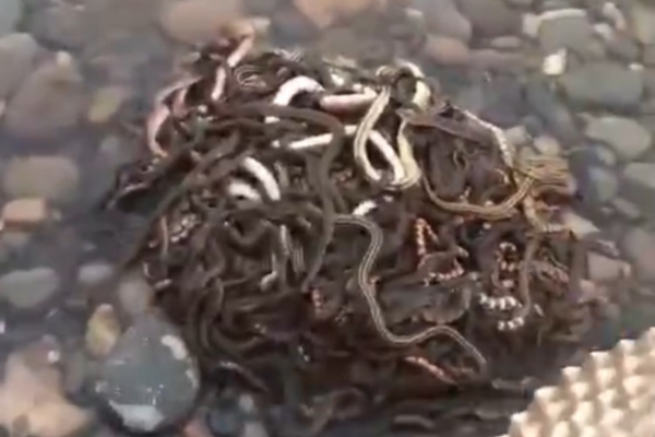 上‘市’公司!虚假陈述类型多样 立体追责力度不断加大