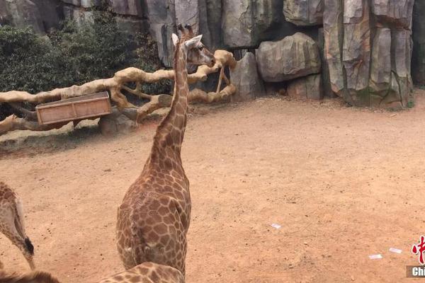 FPG财盛:国际:多元布局推动能源转型