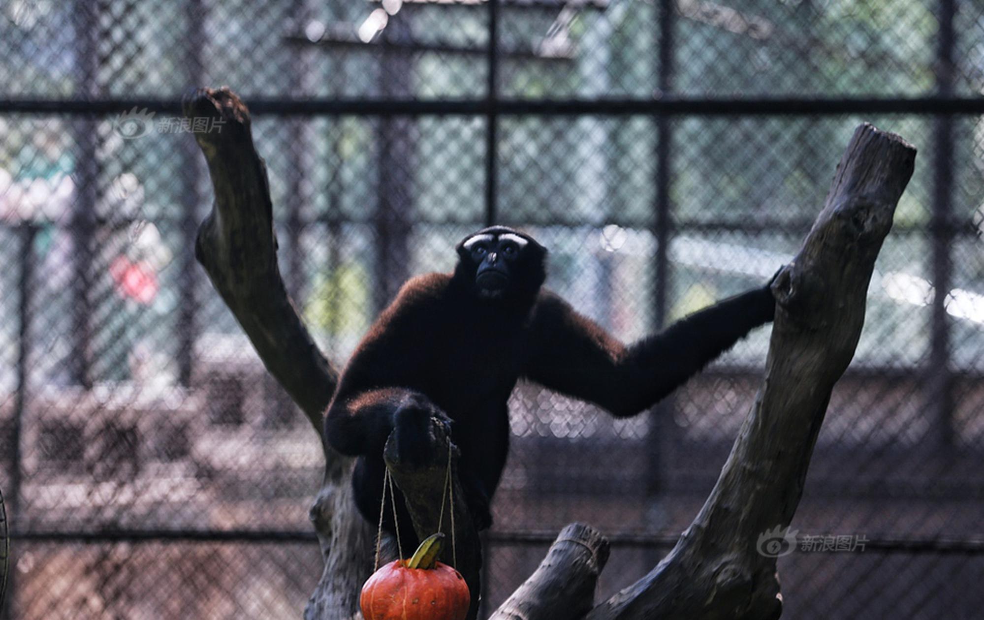 科净源三季度净利增167%，投资者维权持续征集中