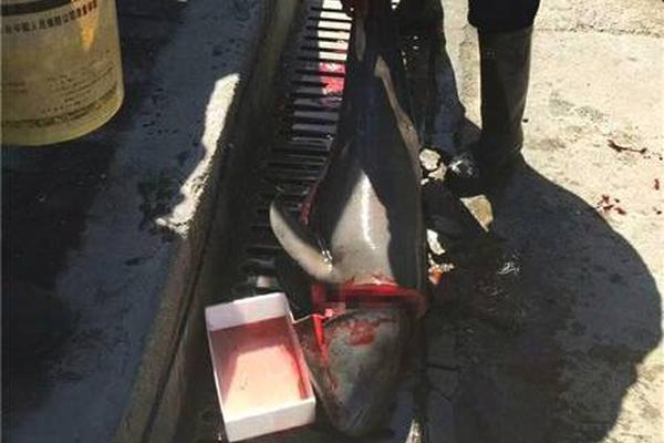 美?凯龙发布2025年半年报：营收37亿元，加速家电、家居、家装业态融合