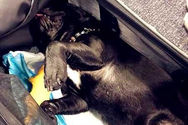 科达利,（00.2850）2025年中报简析：营收净利润同比双双增长，应收账款上升