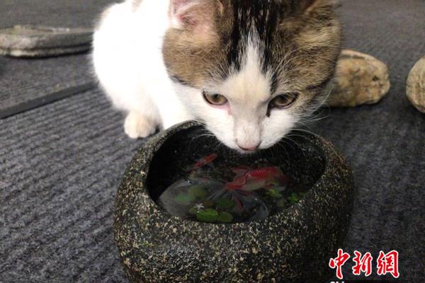 塑料‘行’业CFO薪酬观察：永悦科技CFO朱水宝年薪70.65万元与上年基本持平 未勤勉尽责被警告并罚款100万元