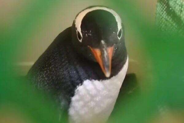 东方!电缆(603606)6月30日股东户数3.61万户，较上期减少31.73%