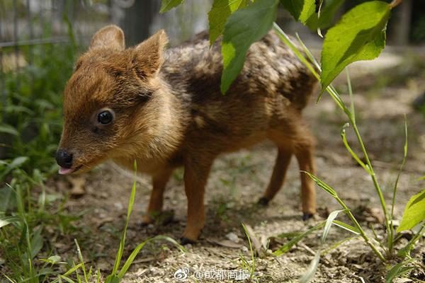 佳华科技拟.收购一家‘“’小巨人”企业