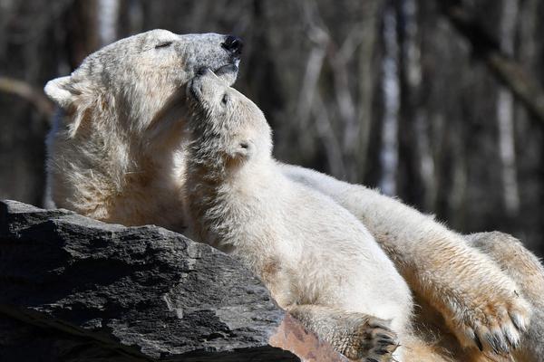油脂：透支需.求驱动，等供给驱动