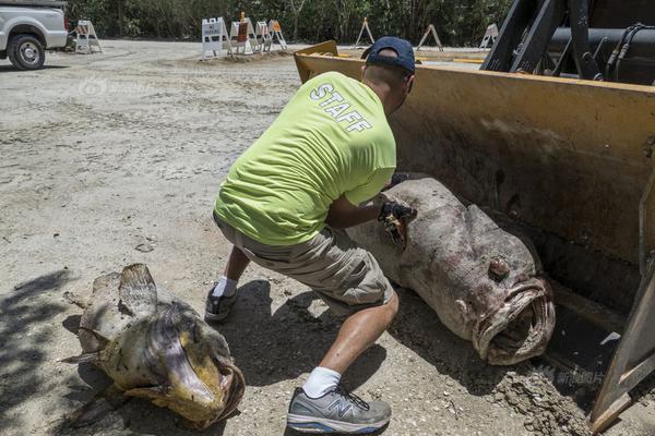中盘成.长业绩占优，科技景气加速扩散｜国泰海通策略2025二季财报及中报分析