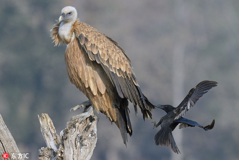 国药股份前三季度净利14.92亿元，同比增长0.74%