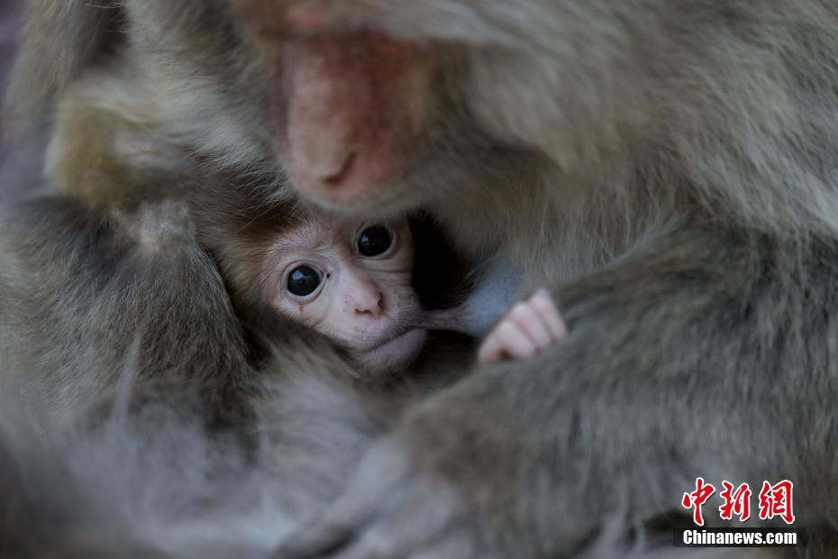兖.矿能源:现涨超4% 拟中期分红18亿元公司发布股份回购方案