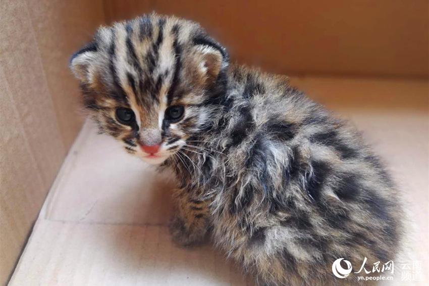 摩根大<通>上调百度评级与目标价 预测未来有69%的上涨空间