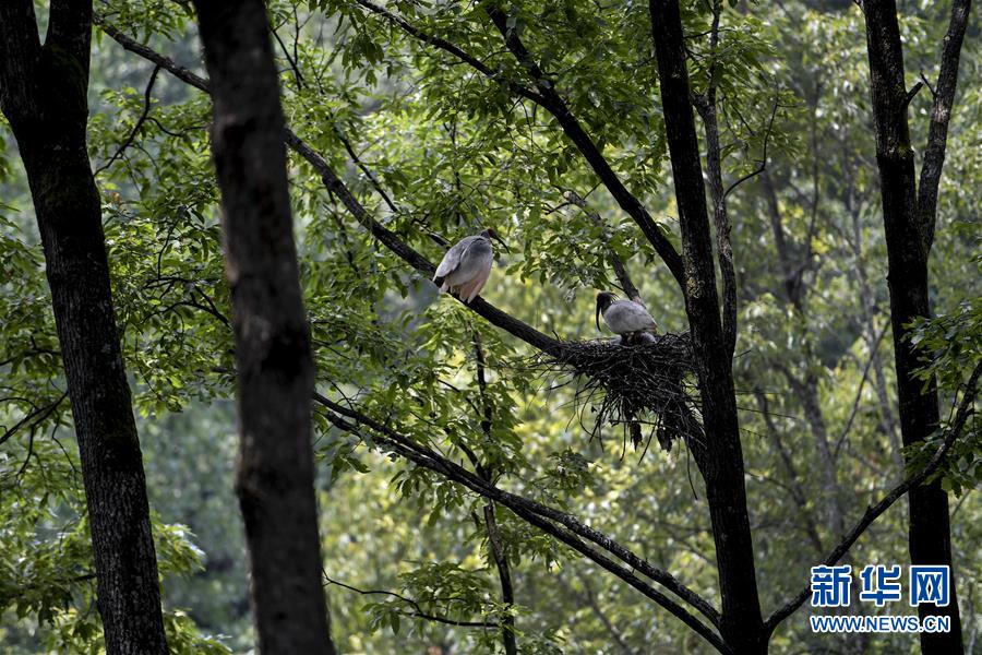 锡装股份：公司经营稳健重视回报股东