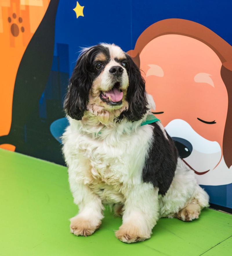 汽车芯片中国第一<，>复旦校友冲击港股IPO，纪源资本、吉利、广汽等为股东