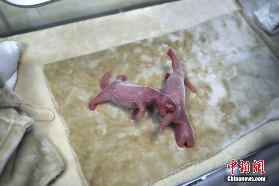 经纬<股>份.：选举非独立董事