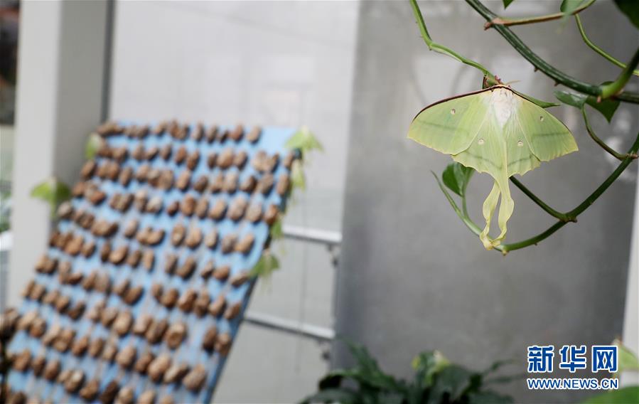 芯原股!份大动作！拟收购半导体公司芯来智融 股票今起停牌