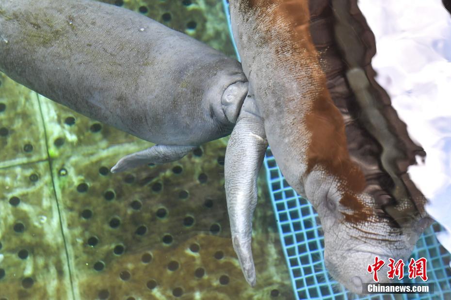 XGT:油!价博弈下:的页岩困境