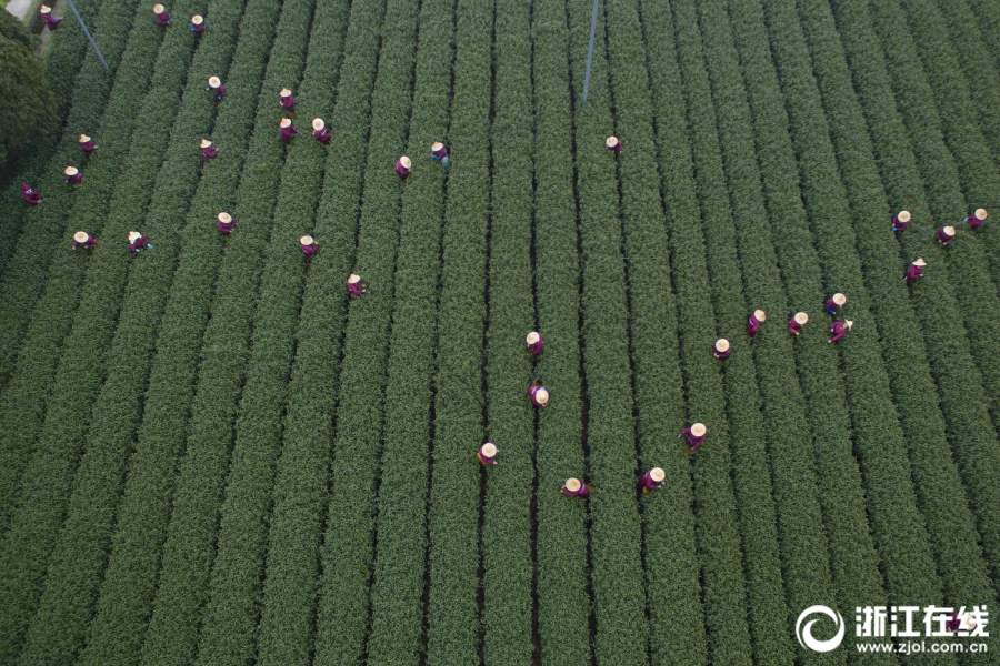 厨!电行,业ESG新标杆！华帝摘得治理先锋奖，彰显领军企业担当