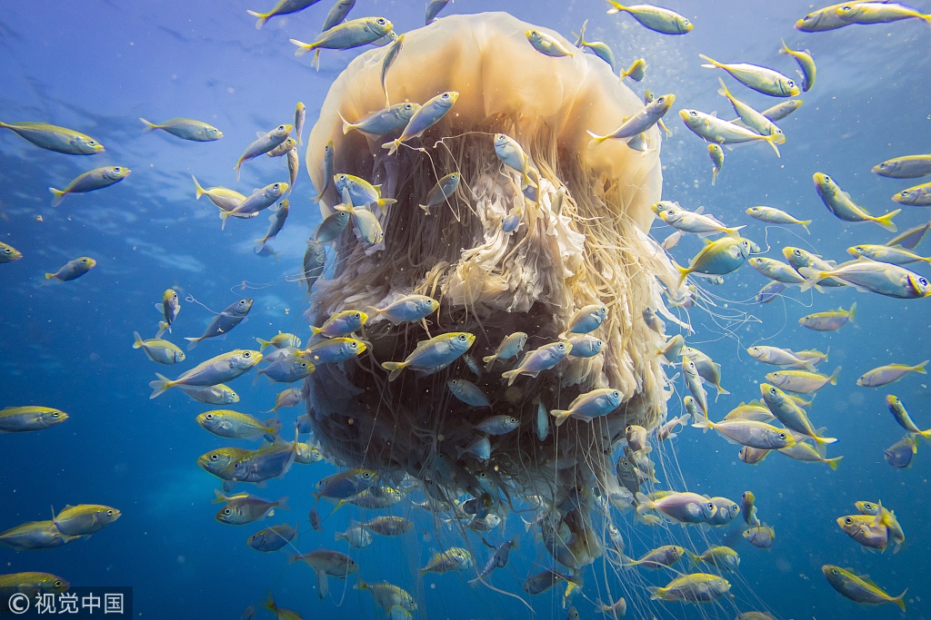 吉大:正.元：截至11月28日股东总户数为33229户