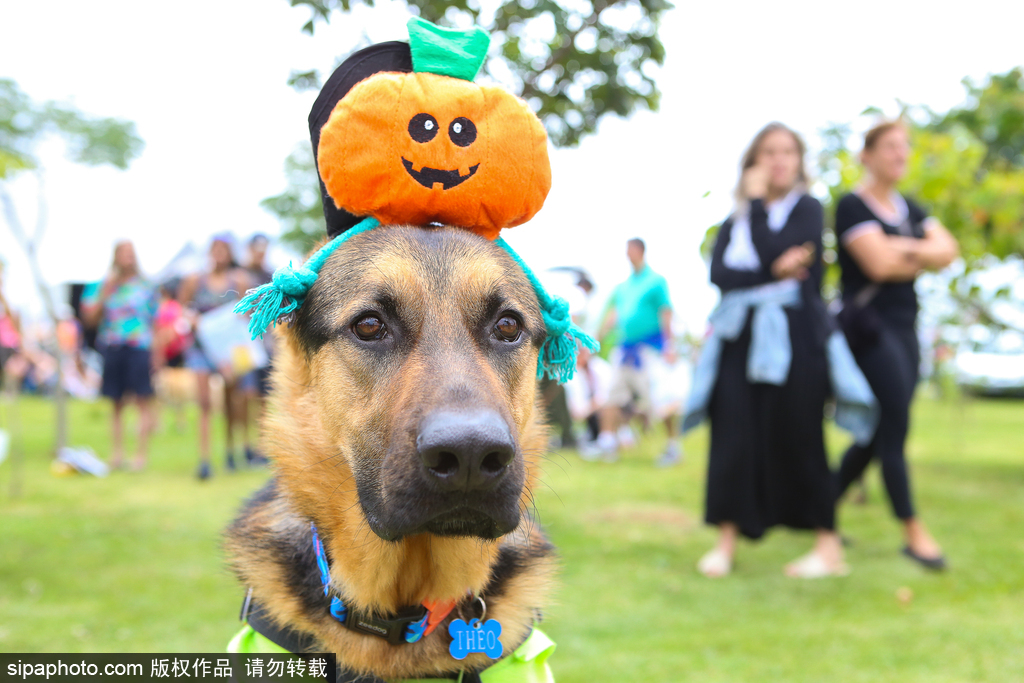 【,银河计算机吴,砚靖】公司点评丨诺瓦星云 ：Q2环比显著改善，技术布局夯实复苏基础
