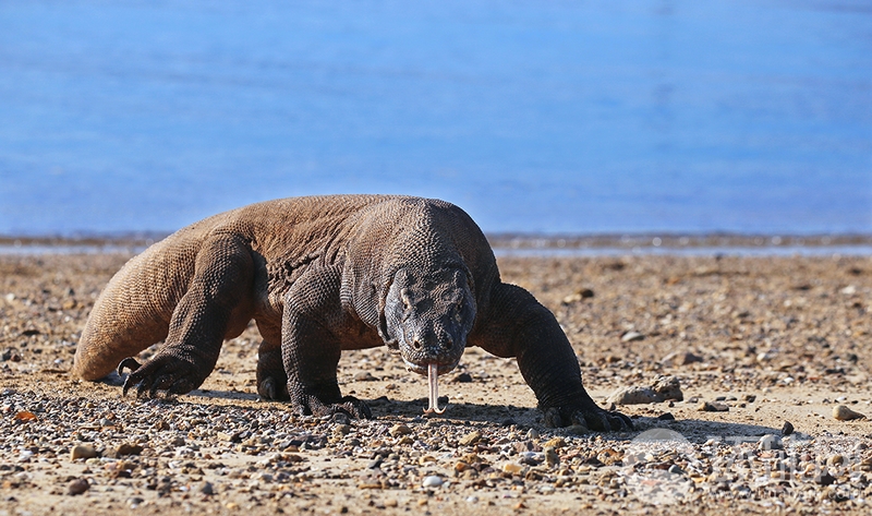 满屏涨:停！黄金vs黄金股，你买对了吗？