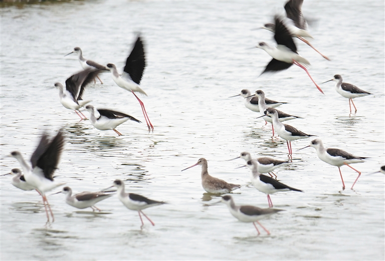 军工板块延<续>强势 中,船防务等多股涨停