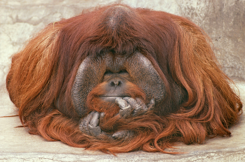 廊坊金融监管分—局同意新华保险三河营销服务部变更营业场所