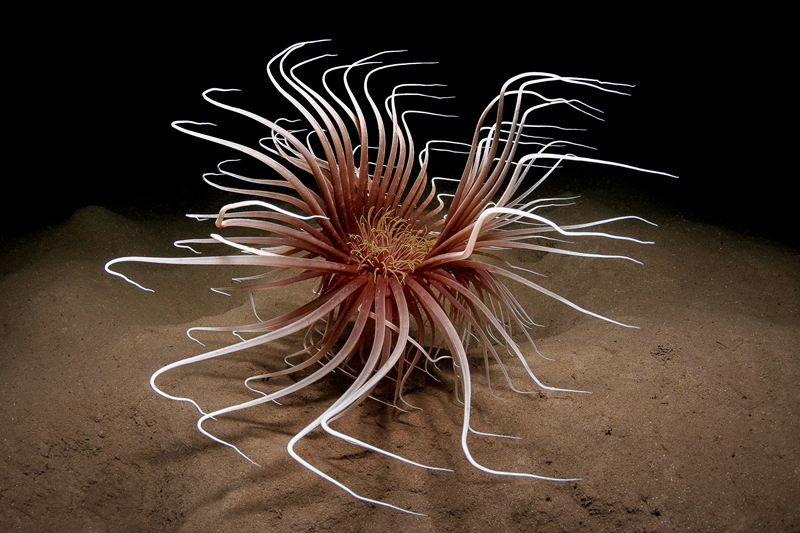 甲;骨文大象起舞，带飞国产算力！芯原股份收购芯来，强化ASIC竞争力！科创人工智能ETF（589520）盘中涨近3%