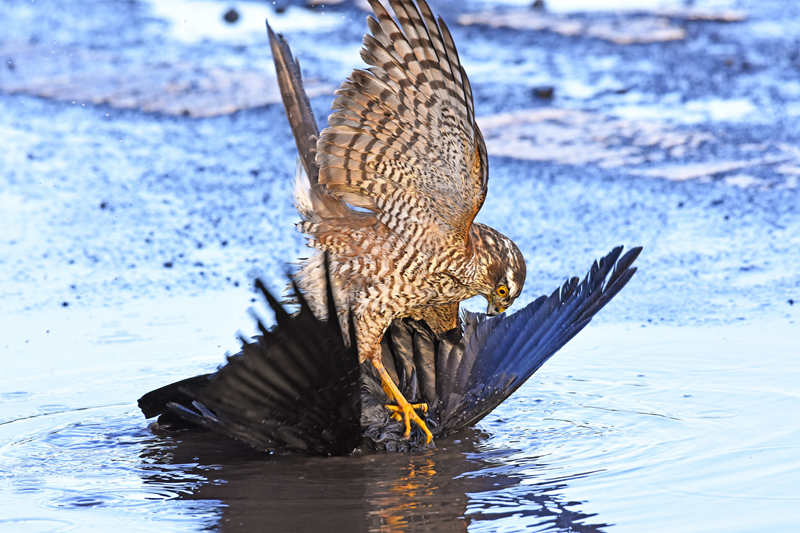 深!振业A：目前不存在应;披露而未披露的重大事项