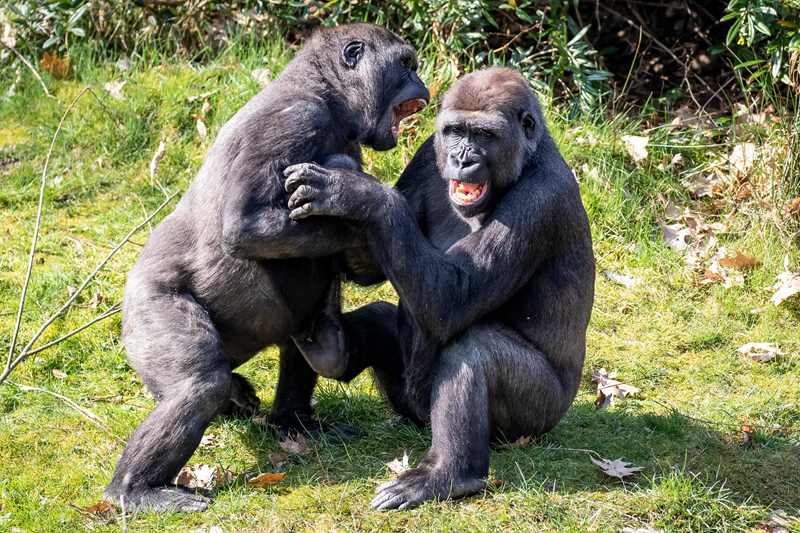 杭州市上城区副‘区’长洪梦君：楼宇经济助力从中央,商务区（CBD）向中央创新区（CID）战略跃迁