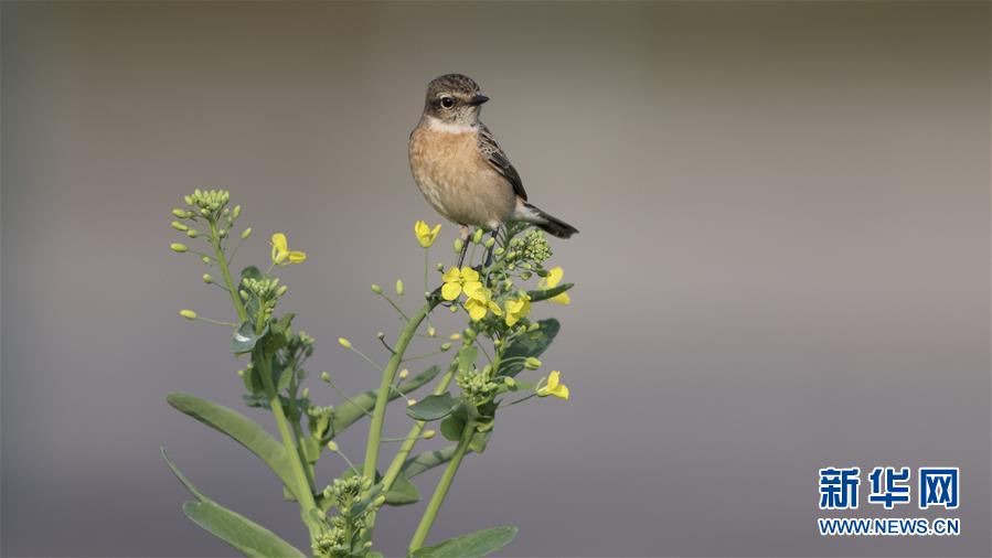 公元股份：,公?司在新疆吐鲁番完成了30公里的供水管道系统工程及正在进行的新疆乌苏供水管网改造项目等