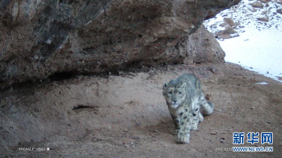 大模型会.吃掉所有软件？韩歆毅、张雷、朱啸虎这样回应丨2025外滩大会