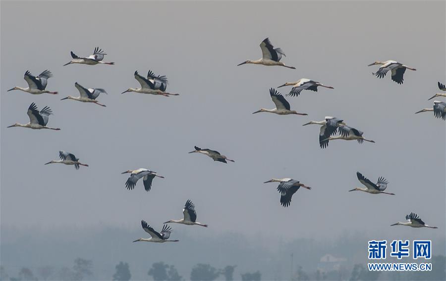 洛!阳钼业大宗交易成交1.51亿元