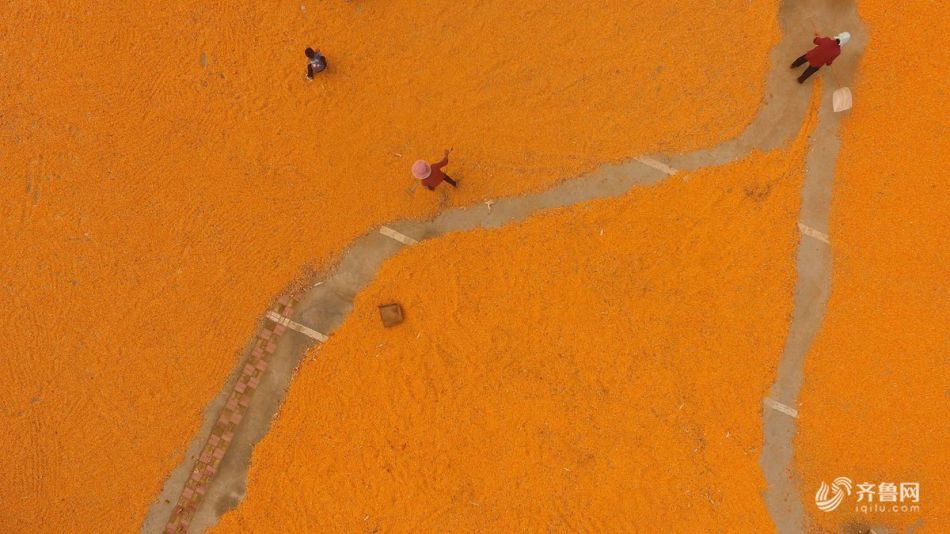 小摩‘C’EO戴蒙称已主动与纽约市长当选人对话