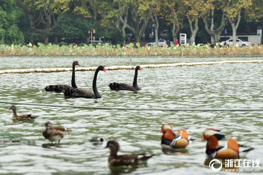华‘尔’街交易热潮推动摩根大通与高盛利润增长