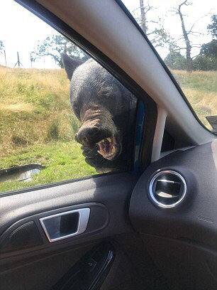 股份!行AIC扩容至三家