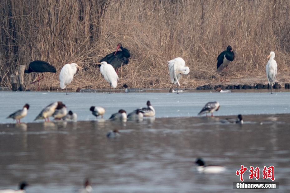 原创. 重大资产重组！688230，刚刚宣布！