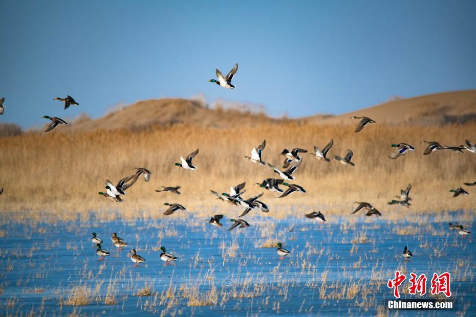 太阳能累计回:购1093万股 金额4986万元