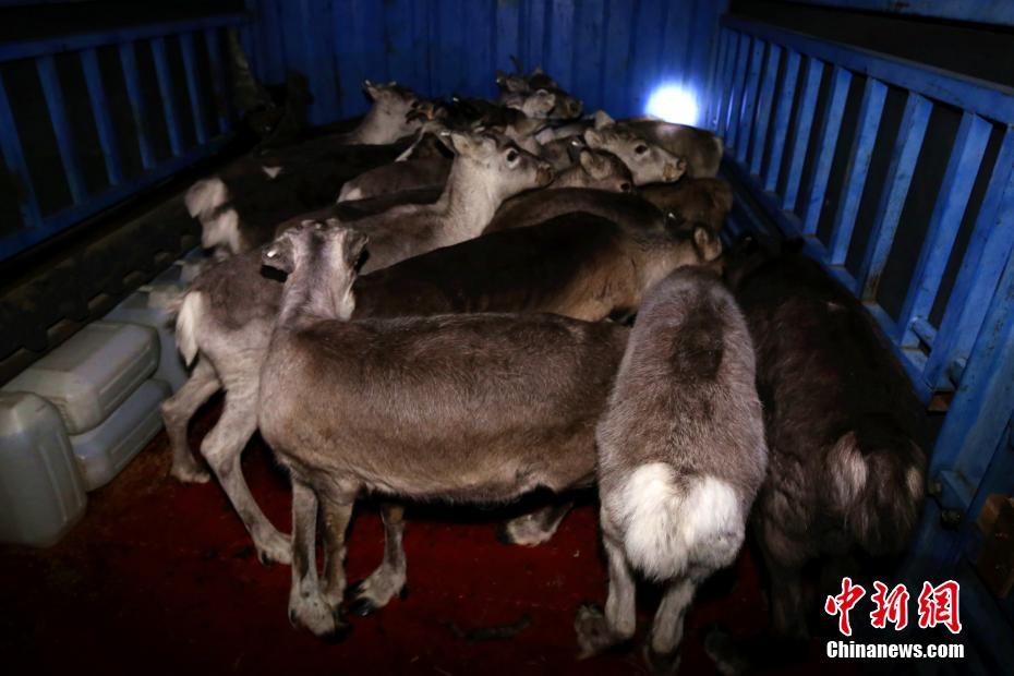 瑞士央;行官员称必要时会进行汇市干预 但利率仍是主要工具